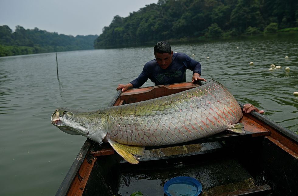 Militer AS Penasaran Kenapa Ikan Ini Kebal dari Gigitan 